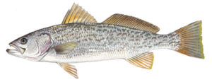 Weakfish, Gray Trout, Tightline, Outer Banks, NC